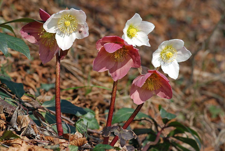 Helleborus niger / Rosa di Natale